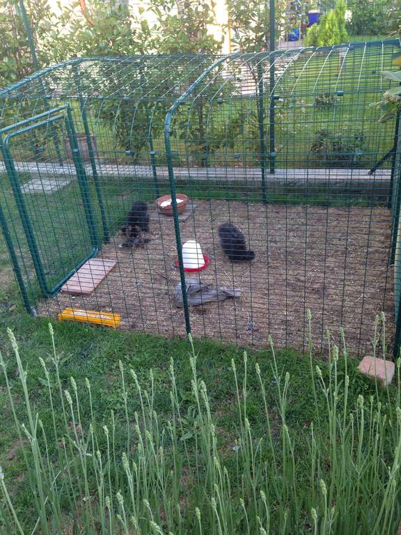 Kit De Connexion Pour Grand Enclos Eglu Go Sans Enclos