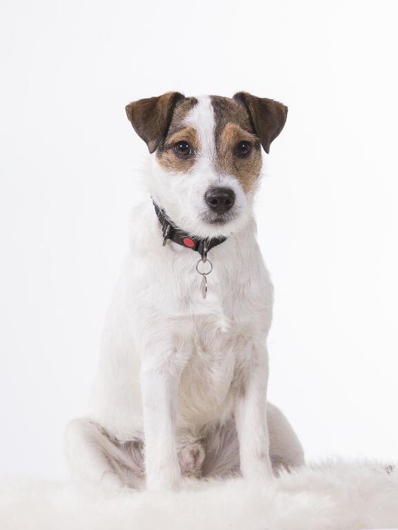 Parson Russell Terrier Chiens Informations Sur Les Races Omlet