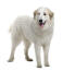 Un beau chien de montagne pyrénéen avec un poil blanc épais et en bonne santé