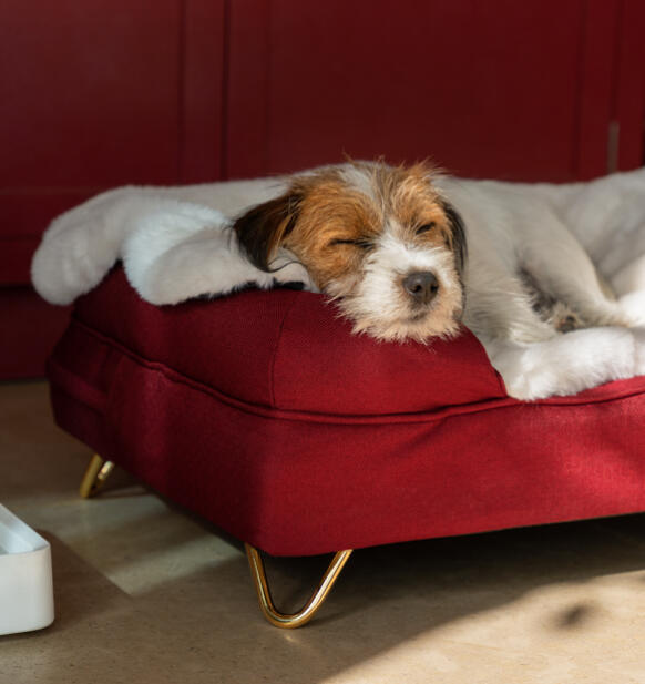 chien couché sur une couverture ultra douce sur un panier Bolster rouge