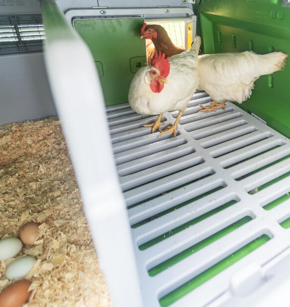 deux poules dans le poulailler eglu cube d’Omlet