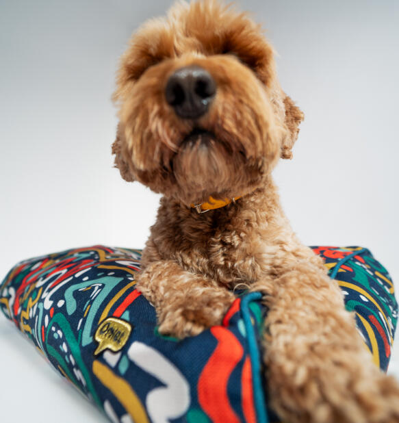Labradoodle marron sur un coussin pour chien