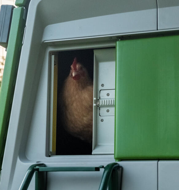 Poulet regardant à l'extérieur d'une fermeture Autodoor