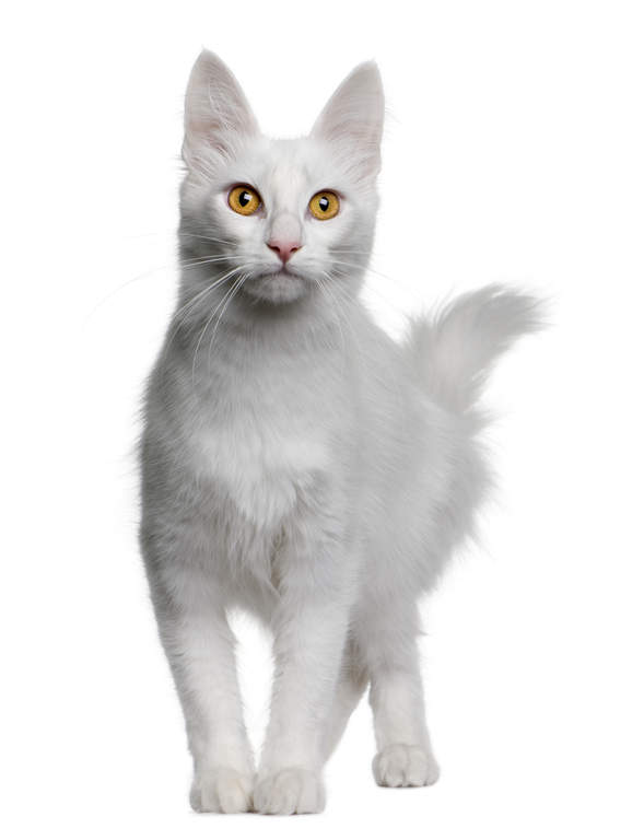 Angora Turc Chats Informations Sur Les Races Omlet Angora Turc Chats Informations Sur Les Races Omlet