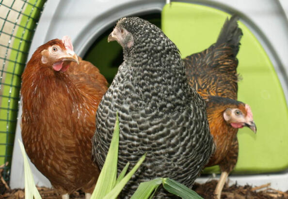 Trois poulets avec le Eglu