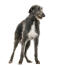 Un magnifique chien de chasse écossais au garde-à-vous sur ses belles et grandes pattes