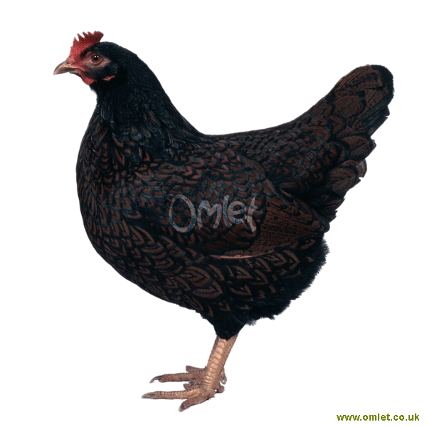 barnevelder for sale | poules | informations sur les races | omlet