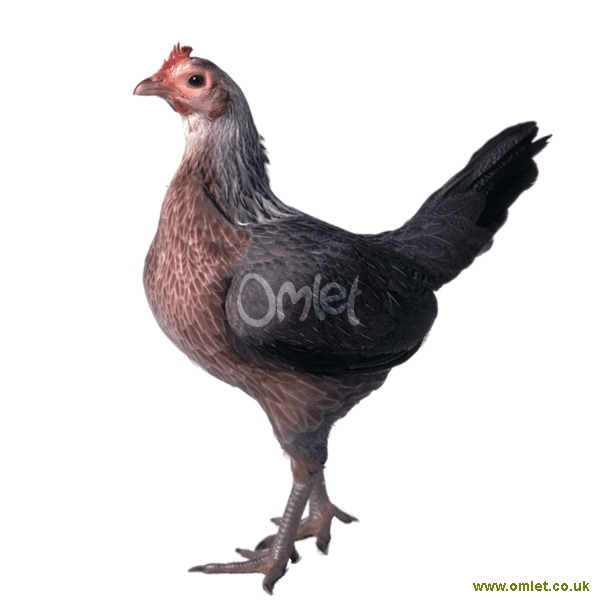 Comment On Dit Poule En Anglais Mrsmatheaus Poulaillers: Coq Dans Un Poulailler En Anglais