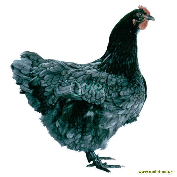 Énorme coq Galerie