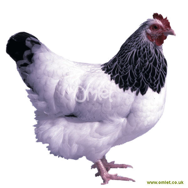 Sussex Naine For Sale Poules Informations Sur Les