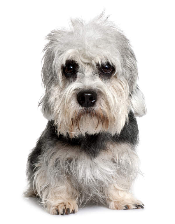 Dandie Dinmont Terrier Chiens Informations Sur Les Races