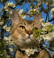 Un chat pixie bob aventureux qui explore les arbres