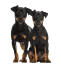 Deux chiots doberman pinscher curieux assis ensemble