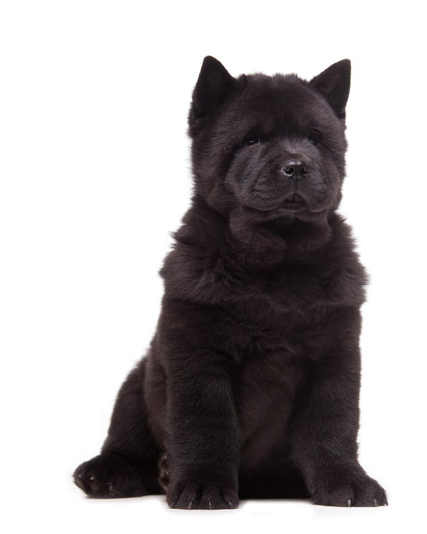 Chow Chow Chiens Informations Sur Les Races Omlet