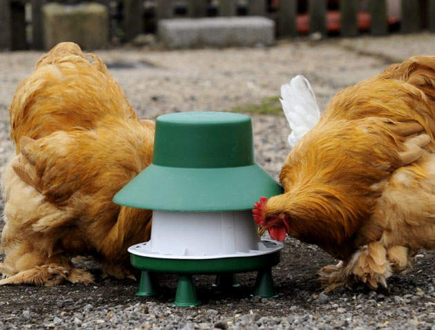 Mangeoire Sur Pieds Pour Volailles Blenheim Protégée De La Pluie Capacité 6 Kg