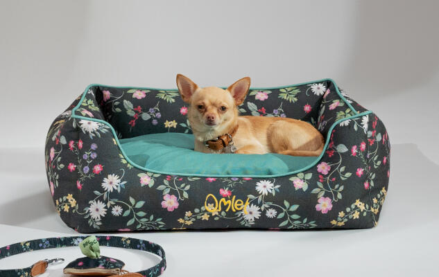 Chihuahua qui se repose sur un nid douillet pour chien dans un imprimé à fleurs sombres