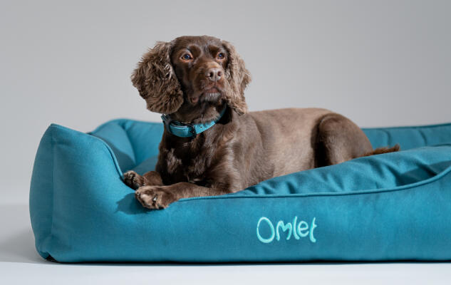 Cocker Spaniel couché dans un nid douillet pour chien facile à nettoyer d’Omlet