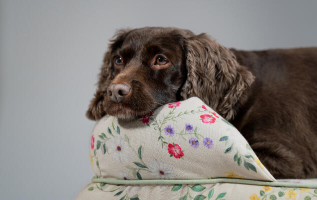 Épagneul cocker qui se repose sur un panier pour chien Bolster Omlet à motifs, fabriqué de manière durable.