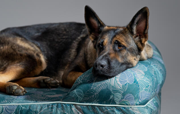 Berger allemand qui se repose sur un grand panier pour chien Bolster Omlet facile à nettoyer.