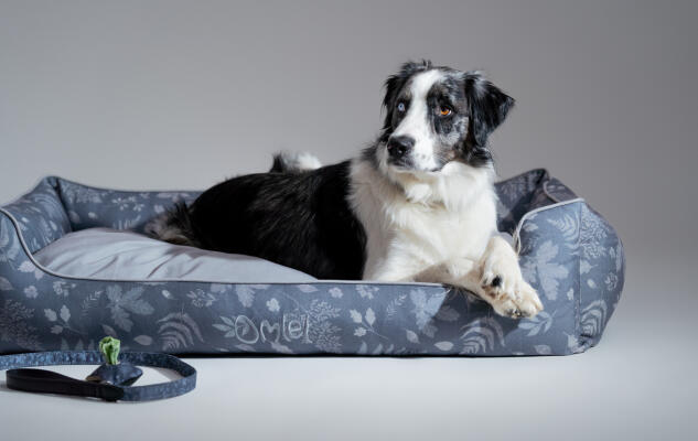 Collie qui se repose sur un nid douillet pour chien gris et confortable