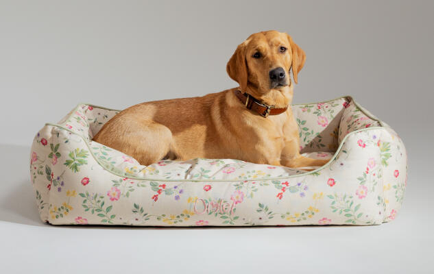 Retriever couché dans un nid douillet pour chien Omlet, doux comme un oreiller pour un soutien optimal