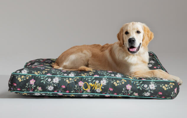 Retriever lying on an easy to clean and comfy Omlet Cushion Dog Bed