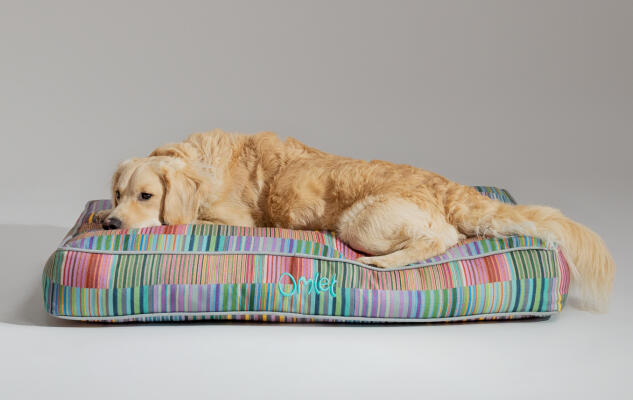 Retriever lying on a stylish and portable Omlet Cushion Dog Bed