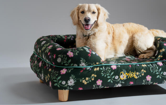 Retriever couché sur un panier Bolster pour chien Omlet, élégant et durable.