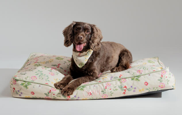 Sprocker Spaniel on cushion dog bed