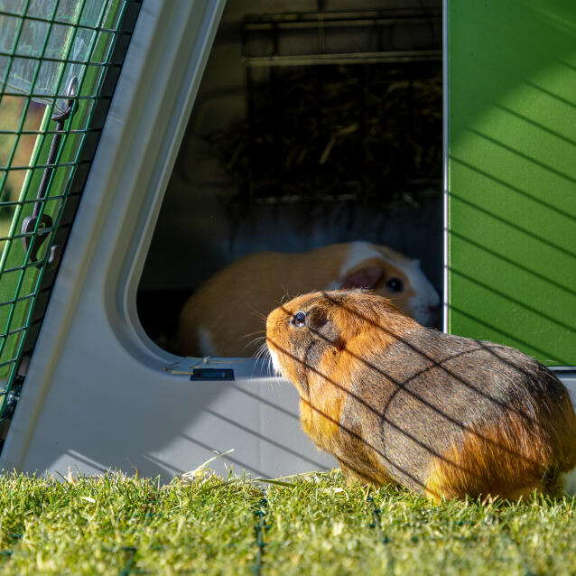 Gros plan d'un cochon d'inde face à l'entrée du clapier, à l'intérieur de l'enclos Eglu Go .