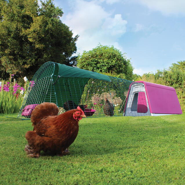 Un Eglu Go poulailler avec parcours dans un jardin avec trois poules