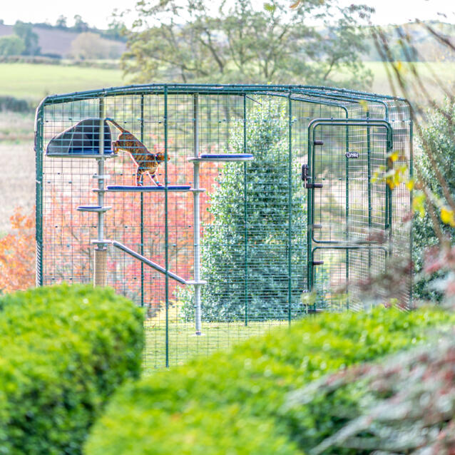 Escalade pour chat Freestyle arbre à chat extérieur dans Omlet catio extérieur dans le jardin