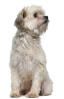 Petit chien lion
