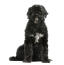 Un chien d'eau portugais adulte en bonne santé avec un magnifique poil noir épais