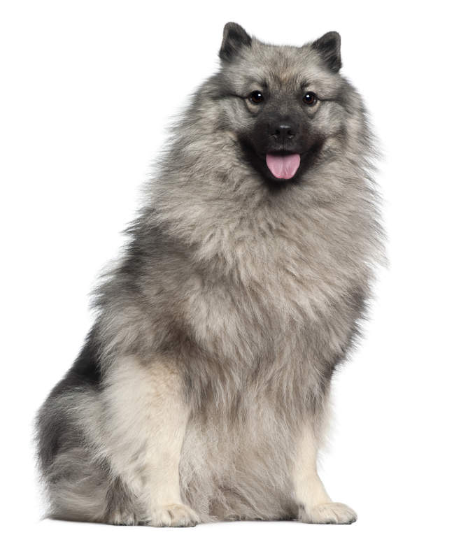 Spitz Loup Chiens Informations Sur Les Races Omlet Spitz Loup Chiens Informations Sur Les Races Omlet