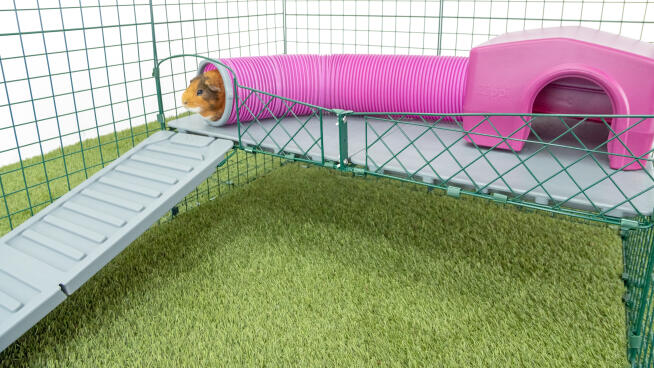 Guinea Pig Toys and Accessories