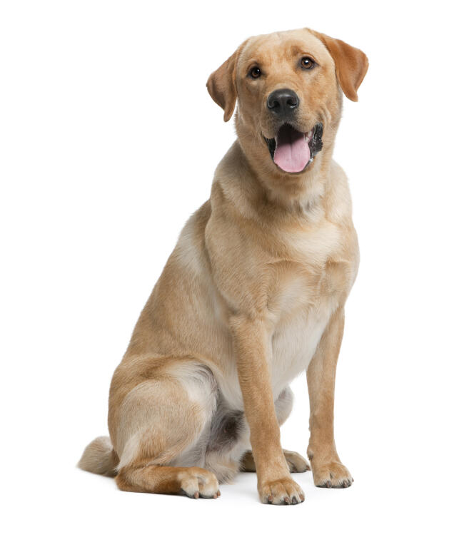 Labrador Retriever Chiens Informations Sur Les Races Omlet