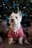Chien portant un manteau blanc et rouge