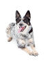 Bouvier australien