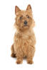 Terrier australien