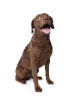 Retriever de la baie de Chesapeake