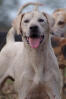 Foxhound anglais