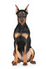 Pinscher allemand
