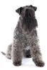 Terrier Kerry Blue