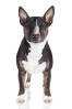 Bull Terrier miniature