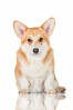 Welsh Corgi Pembroke