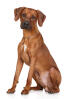 Chien de Rhodésie à crête dorsale