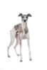 Lévrier Whippet