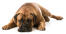 La position typique d'un bullmastiff adulte