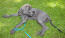 Un jeune dogue allemand adulte attendant patiemment son propriétaire sur l'herbe